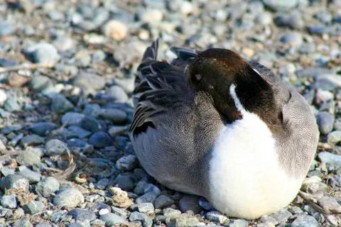 Sleeping duck Stock Photos