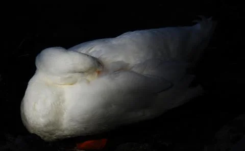 Sleeping Duck 库存照片