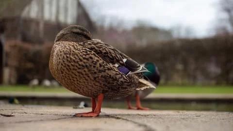 Sleeping Duck Stock Photos