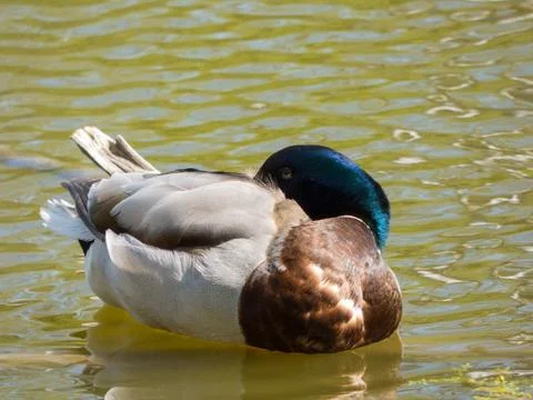 Sleeping duck on pond Stock Photos