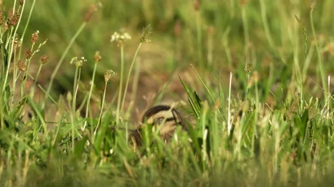 Sleeping Duckling Breathing in Tall Grass 4K Slow Motion Nature Footage Stock Footage 337719842