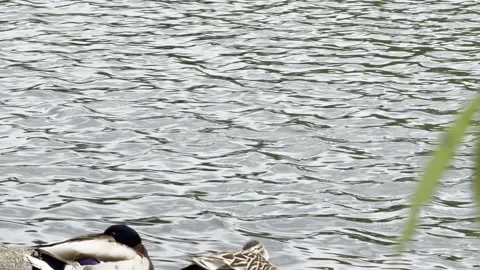 Sleeping ducks beside rippling grey water panning Stockbeeldmateriaal 334760055