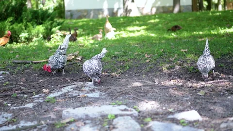 Sleeping Ducks on Cobblestone Stock Footage 293210784
