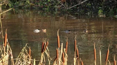 Sleeping ducks Stock Footage