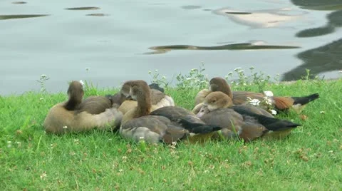 Sleeping Ducks Stock Footage 20432672