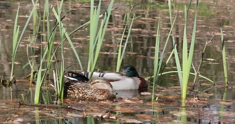 Sleeping ducks Stock Footage 128093255