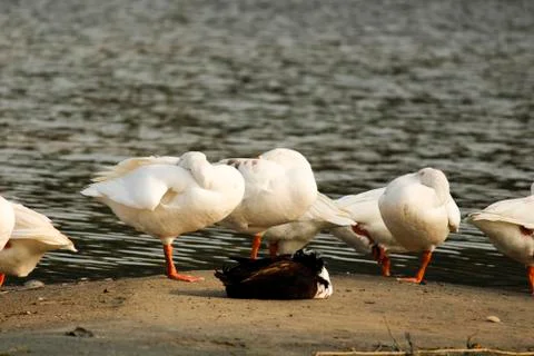 Sleeping ducks at lake side Stock Photos