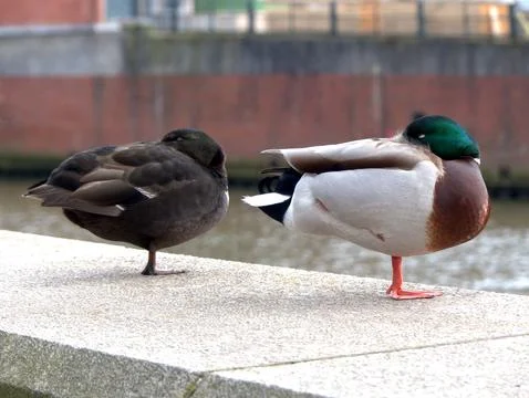 Sleeping Ducks In The Port Stock Photos