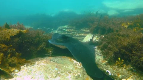 Sleeping eagle ray Stockbeeldmateriaal 82670716