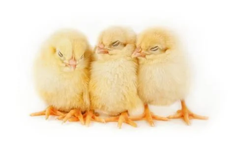 Sleeping  Easter chicks Stock-Fotos