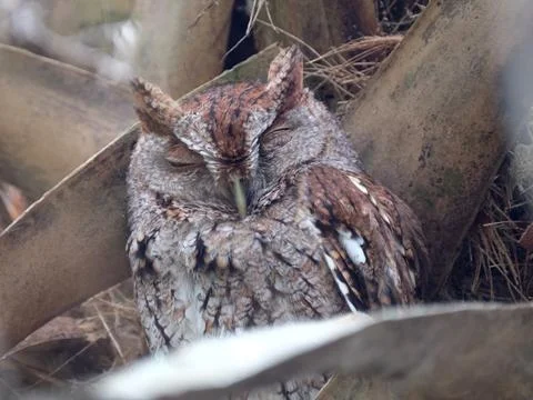 Sleeping Eastern Screech Owl Stock Photos