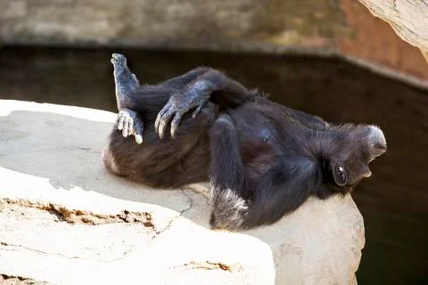 Sleeping on the edge Stock Photos