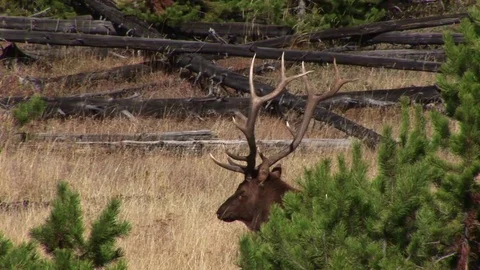 Sleeping elk Stock Footage 72571962