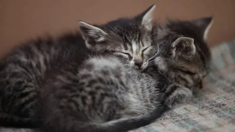 Sleeping in embrace two kitten Stock Footage 73864908
