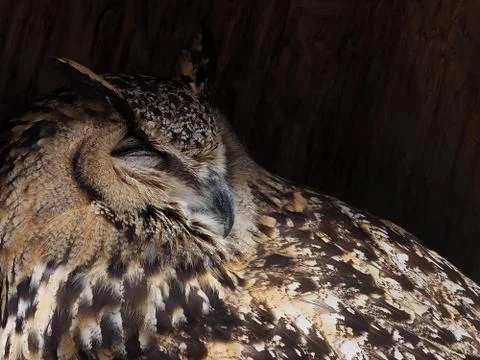 Sleeping Eurasian Eagle Owl Stock Photos