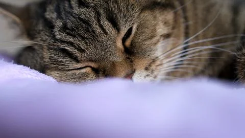 Sleeping face of a cat close-up. Cute sleeping cat. Stock Photos