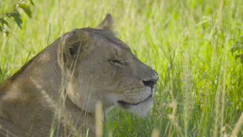 Sleeping Female Lion Stock Footage 289307061