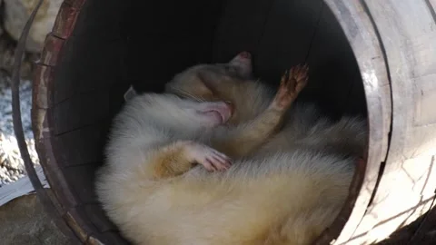 Sleeping ferrets curled up inside a wooden barrel. Cozy wildlife scene showing Stock Footage 327487662