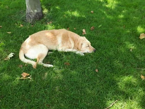 Sleeping fire dog on the grass Stock Photos