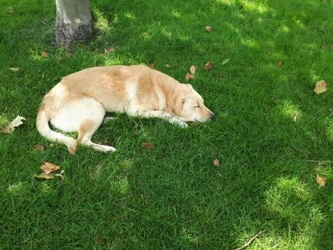 Sleeping fire dog on the grass Stock Photos