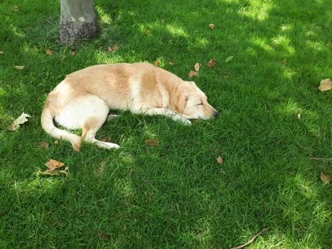 Sleeping fire dog on the grass Stock Photos