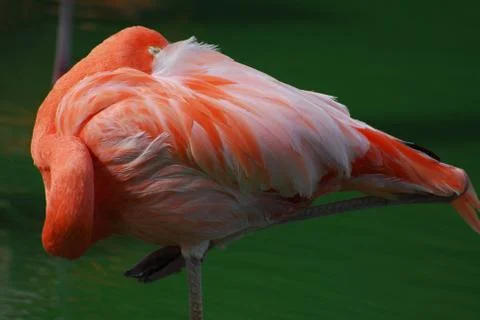 Sleeping Flamingo Stock Photos