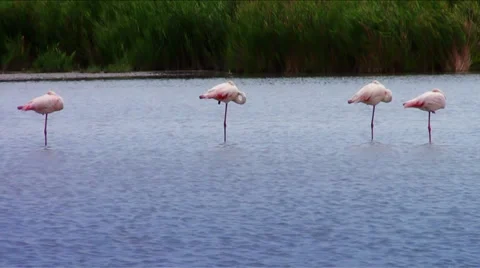 Sleeping flamingos Video stock 33468877