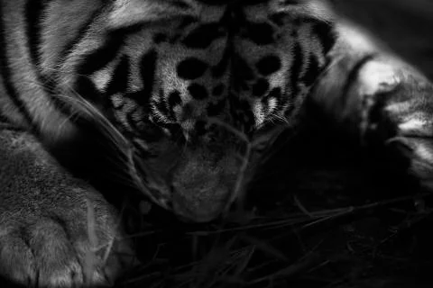 Sleeping flat tiger Stock Photos