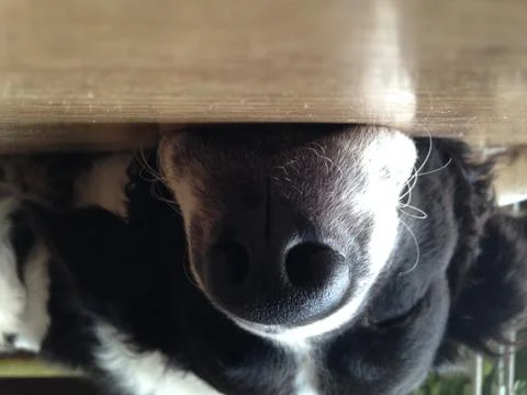 Sleeping on the floor Stock Photos