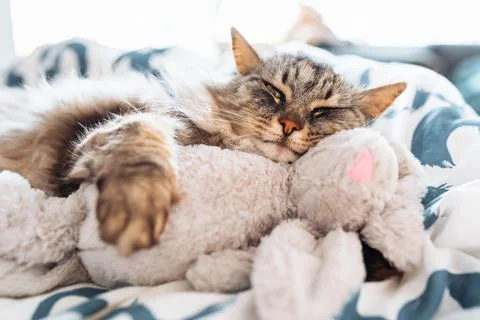 Sleeping fluffy cute gray cat hugging a plush toy bunny Stock Photos