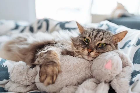Sleeping fluffy cute gray cat hugging a plush toy bunny Stock Photos