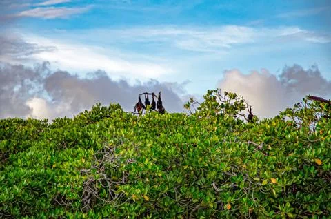 Sleeping flying foxes Stock Photos