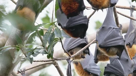 Sleeping Flying Foxes Roosting in Tree Suddenly Startled Stock Footage 345284143