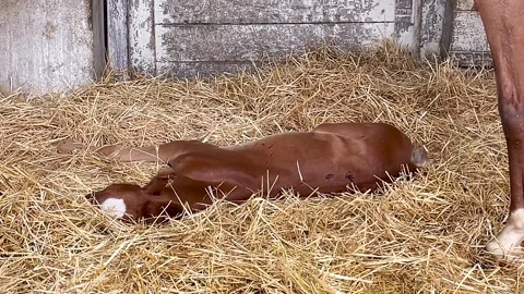 Sleeping Foal in Stable Stock Footage 246402022
