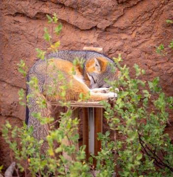 Sleeping Fox on perch Stock Photos