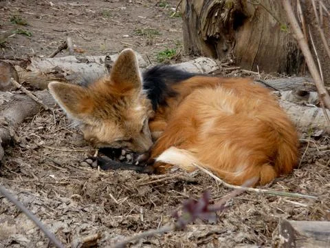 Sleeping fox Stock Photos