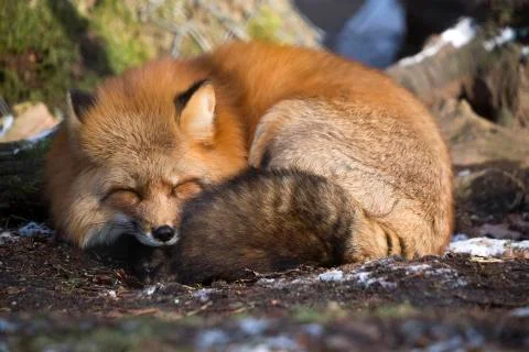 Sleeping fox Stock Photos