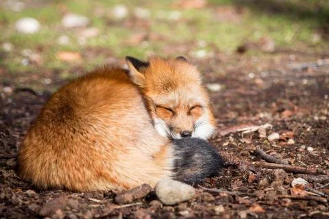 Sleeping fox Stock Photos