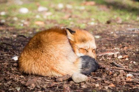 Sleeping fox Stock Photos