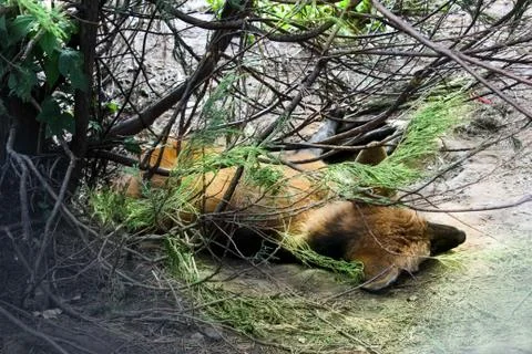 Sleeping fox Stock Photos