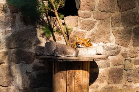 Sleeping Fox in the Sunlight Stock Photos