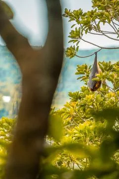 Sleeping fruit bat in the Ebony Forest Reserve of Mauritius Stock Photos