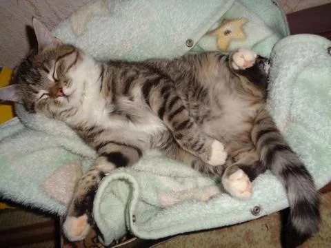 Sleeping Funny Cat Foto stock