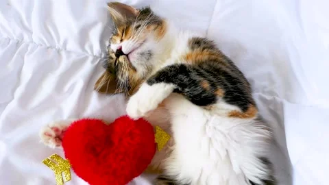 A sleeping, funny, kitten is lying on a white one. Stock Footage 163196213