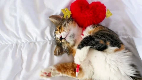 A sleeping, funny, kitten is lying on a white one. Stock Footage 163433102