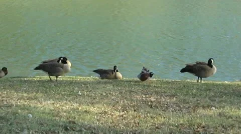 Sleeping Geese 스톡 동영상 12692919