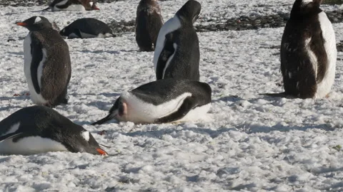 Sleeping gentoo penguin twitching its foot on snow 스톡 동영상 343122527