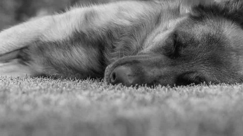 Sleeping German Shepherd  on grass Stock Photos
