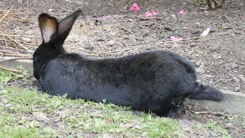 Sleeping giant bunny Stock Footage 90771750