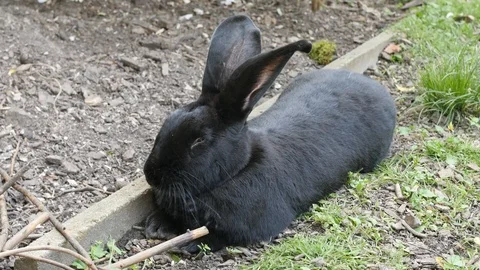 Sleeping giant bunny Stock Footage 90771835